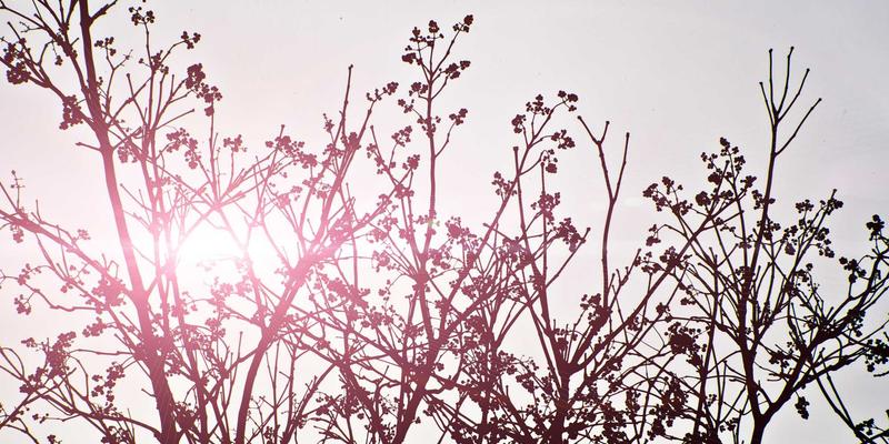 从自然仿生到人生哲学：生物界的生存智慧如何启迪现代生活与设计